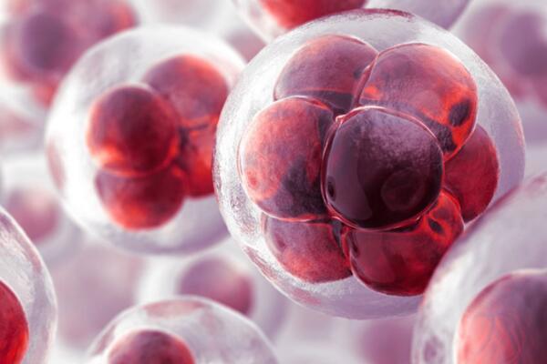 张曼玉是否选择了试管婴儿来延续生命？