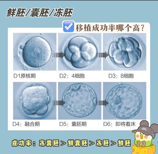  配胚数量