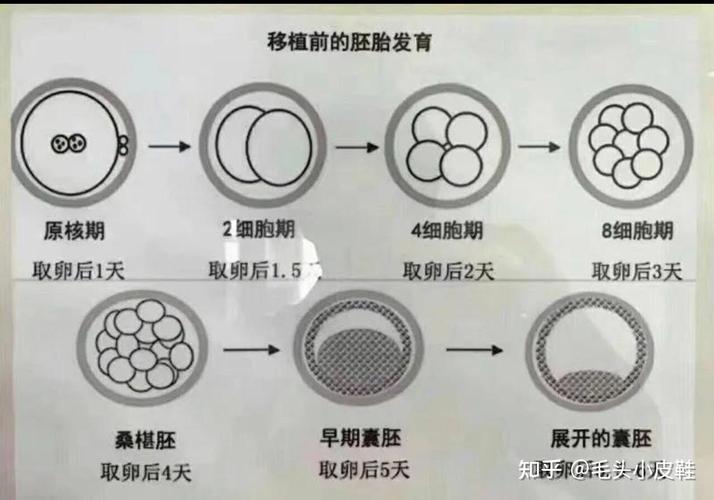 试管婴儿胚胎移植后为何不发育？