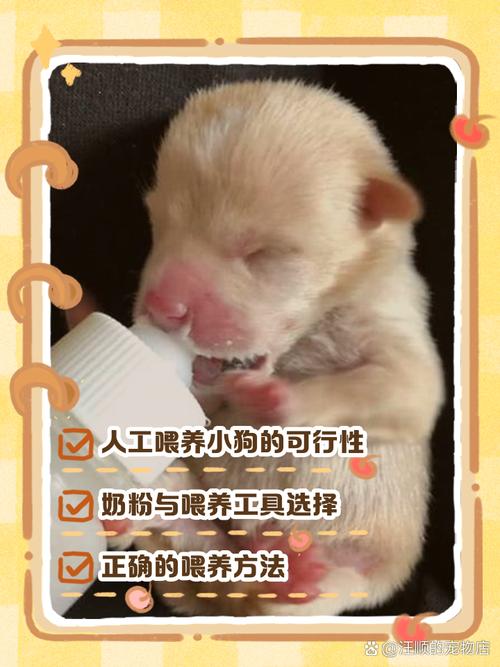 试管婴儿和家养宠物的关系：狗狗可行吗？