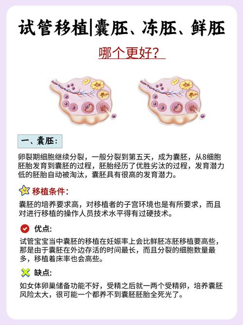 什么是试管婴儿囊胚及其培育过程？