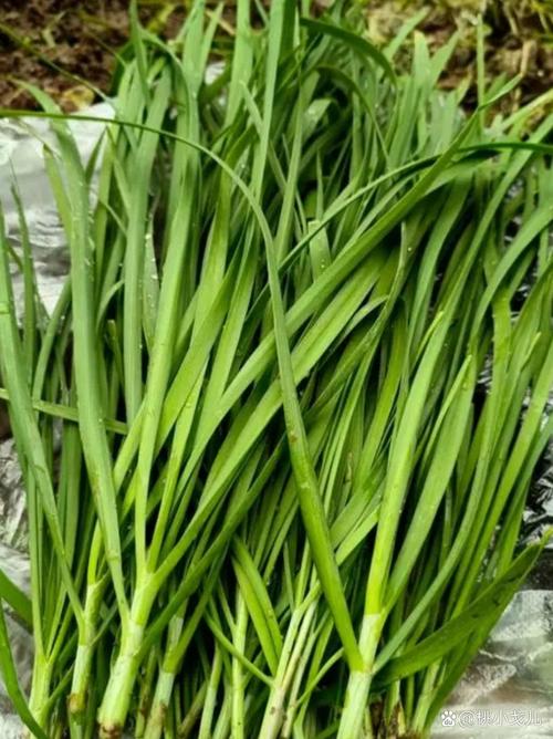 做试管婴儿期间能吃韭菜吗？医生建议来了