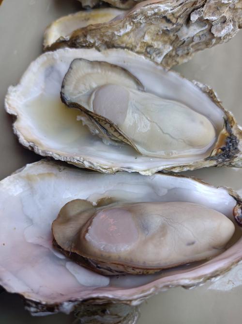 试管婴儿饮食指南：生蚝真的有益吗？