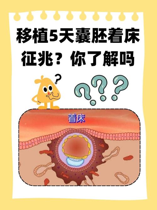 试管婴儿移植后需要多少个囊胚胎？