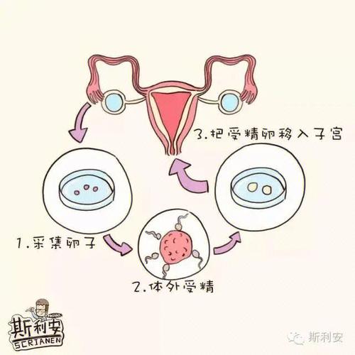 试管婴儿的寿命探秘：能活多久？