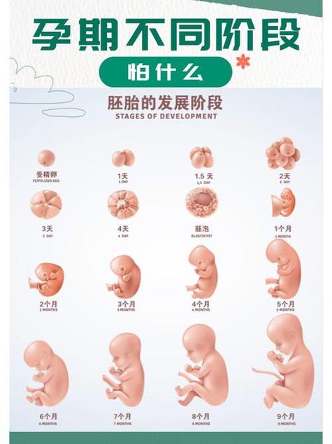 试管婴儿的生命历程：她们存活时间有多长？