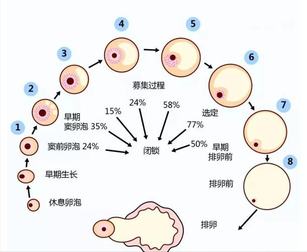 试管婴儿的39个卵泡意味着什么？